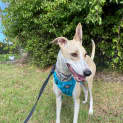 Photo of Bindi