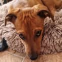 Photo of Dex