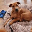 Photo of Dex