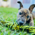 Photo of Narla