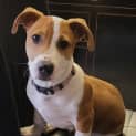 Photo of Scout