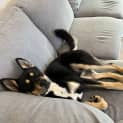 Photo of Kobe ( Was Emmett)