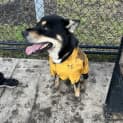 Photo of Kobe ( Was Emmett)