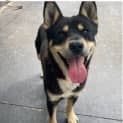 Photo of Kobe ( Was Emmett)