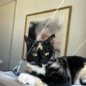 Photo of Zira
