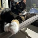 Photo of Zira