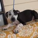 Photo of Domino