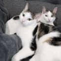 Photo of Nigella And Ramsey 😻😻