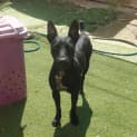 Photo of Lola