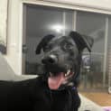 Photo of Bailey (Was Bruno)