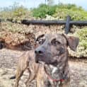 Photo of Tiko
