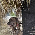 Photo of Tiko
