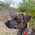 Photo of Tiko