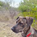 Photo of Tiko