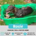 Photo of Rosie