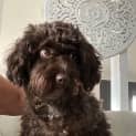 Photo of Rowy