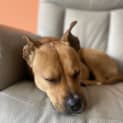 Photo of Roxy (Renamed Foxy) 