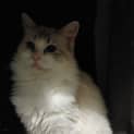 Photo of Charley