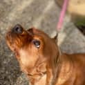 Photo of Ginger