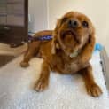 Photo of Ginger