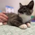 Photo of Sox
