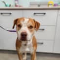 Photo of Banjo
