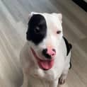 Photo of Moo