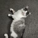 Photo of Simba