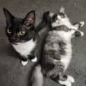 Photo of Soxy