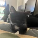 Photo of Tux