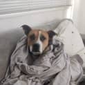 Photo of Buster