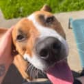 Photo of Buster