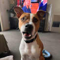 Photo of Buster