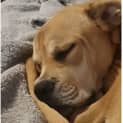 Photo of Noni