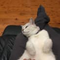 Photo of Sooty