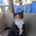 Photo of Azaria