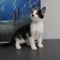 Photo of Stache