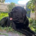 Photo of Shadow Pembleton