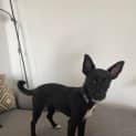 Photo of Olive