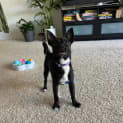 Photo of Olive