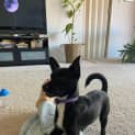 Photo of Olive