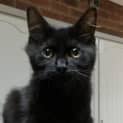 Photo of Arlia