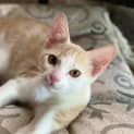 Photo of Bandi
