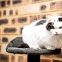 Photo of 'Cinders' A True Cinderella