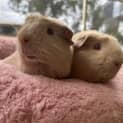 Photo of Katya (Guinea Pig 80)