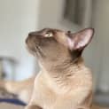 Photo of Frankie
