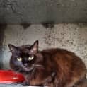Photo of Shadow