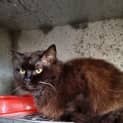 Photo of Shadow