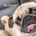 Photo of Dozer