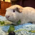 Photo of Trixie (Guinea Pig 79)